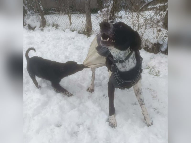 BELLA - intelligentes Mädchen wartet auf ihre Menschen