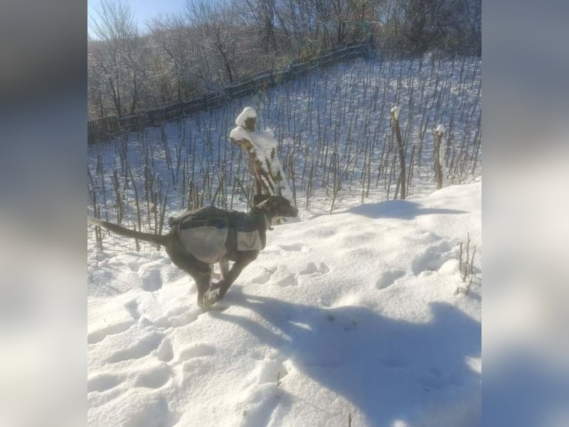 BELLA - intelligentes Mädchen wartet auf ihre Menschen