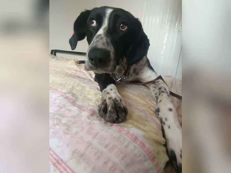 BELLA - intelligentes Mädchen wartet auf ihre Menschen