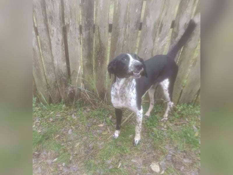 BELLA - intelligentes Mädchen wartet auf ihre Menschen