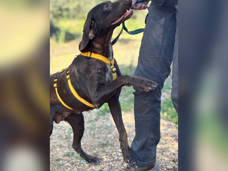 naturverbundene freundliche agile FLORA