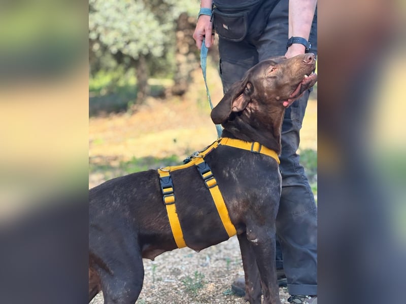 naturverbundene freundliche agile FLORA