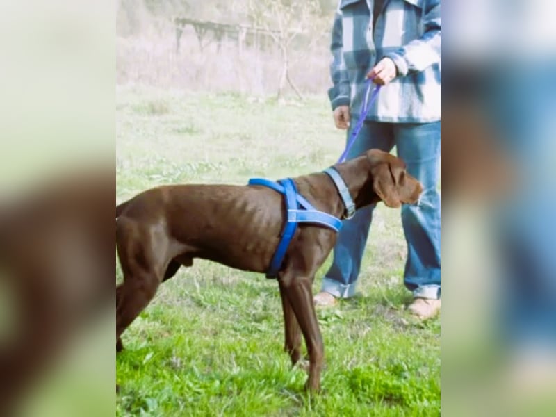 Ranger – ein Prachtkerl