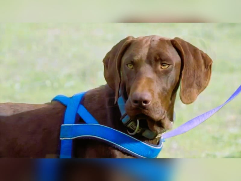 Ranger – ein Prachtkerl