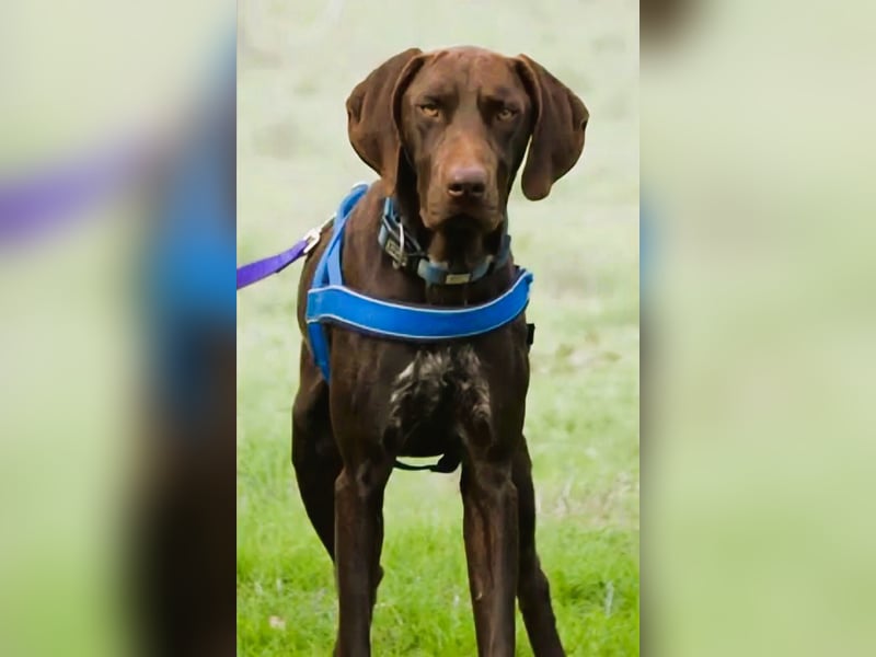 Ranger – ein Prachtkerl