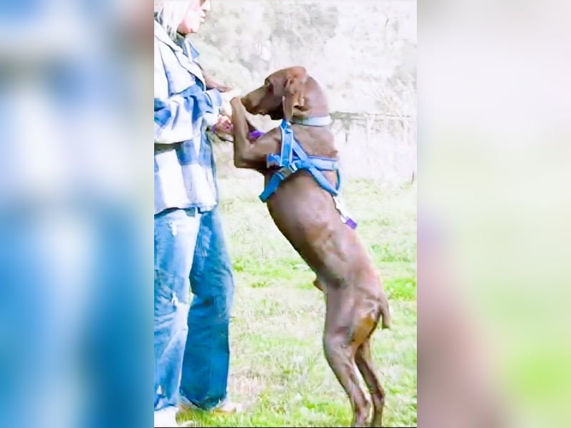 Ranger – ein Prachtkerl