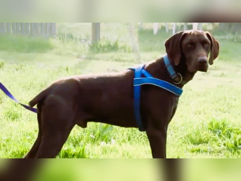 Ranger – ein Prachtkerl