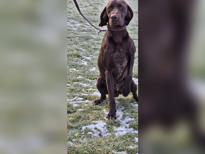 Deutsch Kurzhaar Rüden (Braun) Xaver