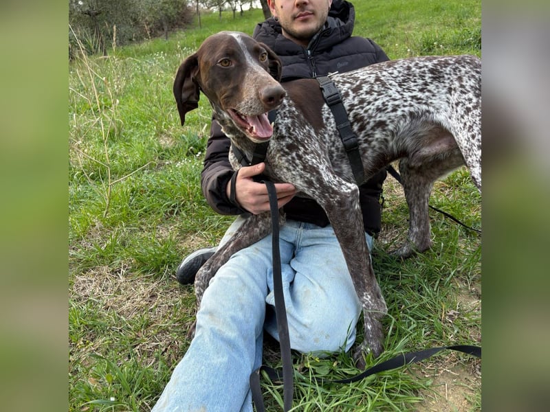 Max - gute Laune auf vier Pfoten sucht seine sportlichen Menschen für gemeinsame Abenteuer