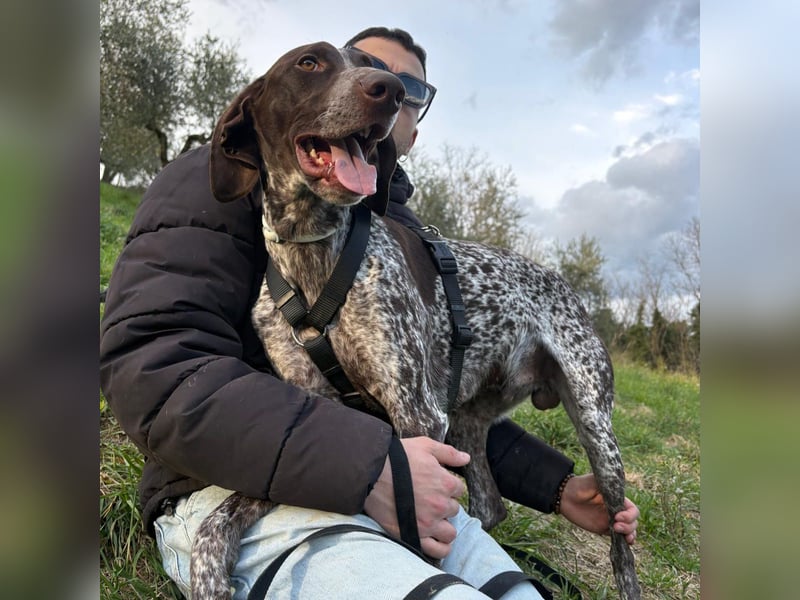 Max - gute Laune auf vier Pfoten sucht seine sportlichen Menschen für gemeinsame Abenteuer