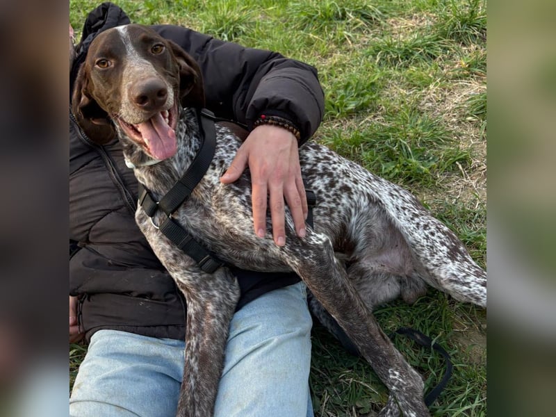 Max - gute Laune auf vier Pfoten sucht seine sportlichen Menschen für gemeinsame Abenteuer