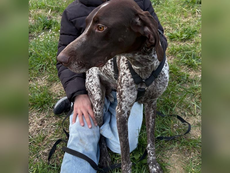 Max - gute Laune auf vier Pfoten sucht seine sportlichen Menschen für gemeinsame Abenteuer
