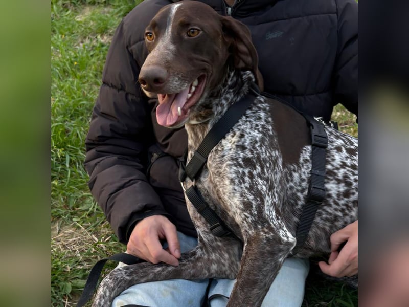 Max - gute Laune auf vier Pfoten sucht seine sportlichen Menschen für gemeinsame Abenteuer