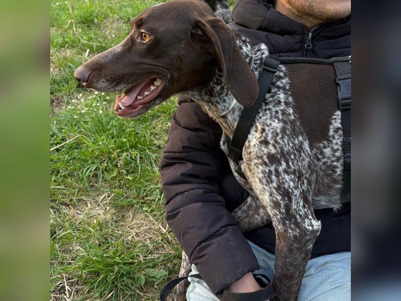 Max - gute Laune auf vier Pfoten sucht seine sportlichen Menschen für gemeinsame Abenteuer