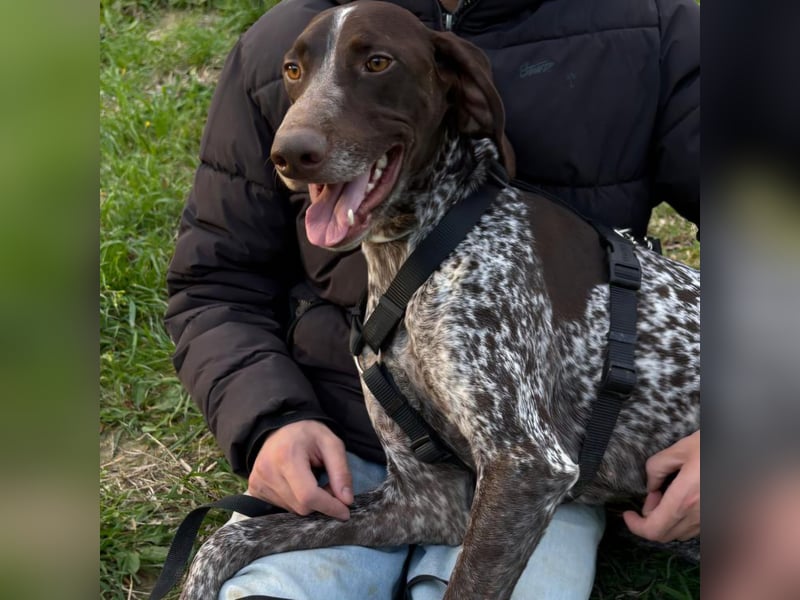 Max - gute Laune auf vier Pfoten sucht seine sportlichen Menschen für gemeinsame Abenteuer