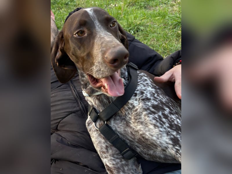 Max - gute Laune auf vier Pfoten sucht seine sportlichen Menschen für gemeinsame Abenteuer