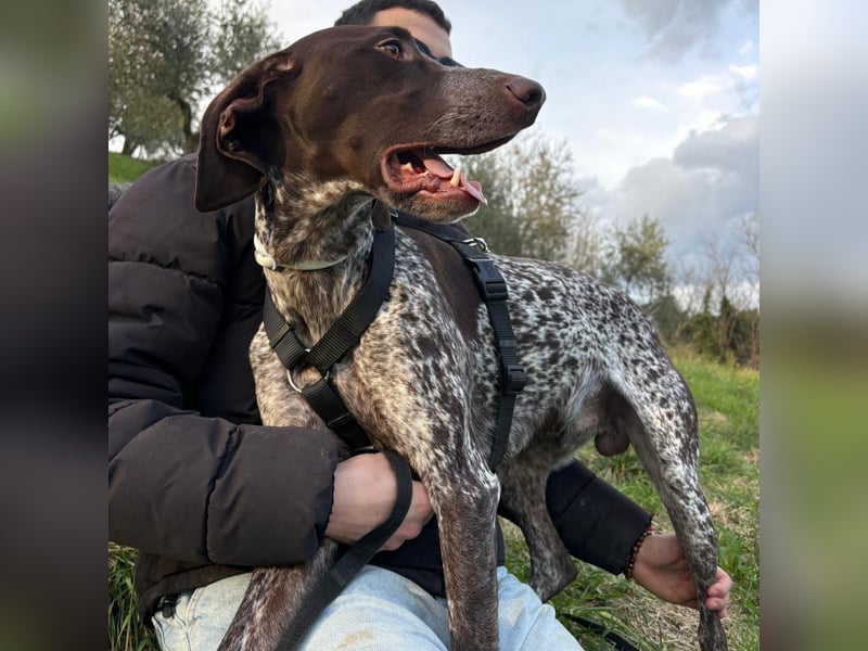 Max - gute Laune auf vier Pfoten sucht seine sportlichen Menschen für gemeinsame Abenteuer