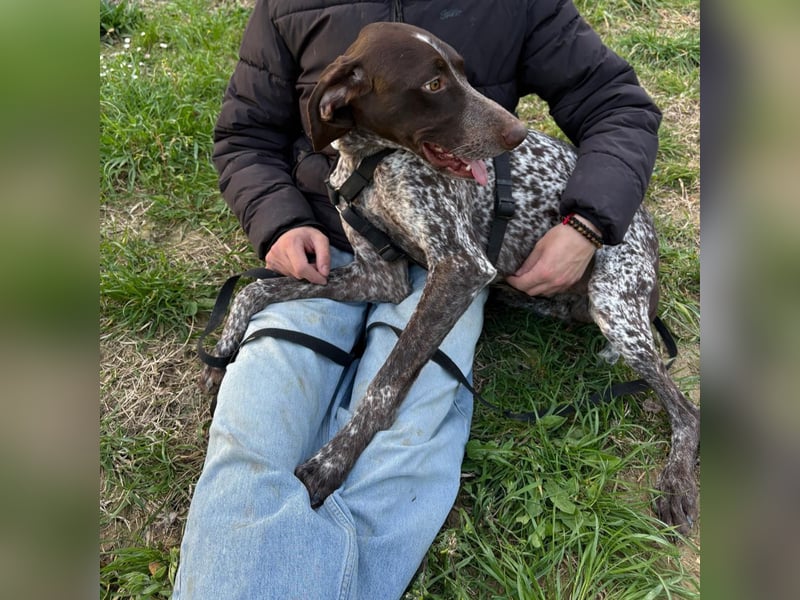 Max - gute Laune auf vier Pfoten sucht seine sportlichen Menschen für gemeinsame Abenteuer