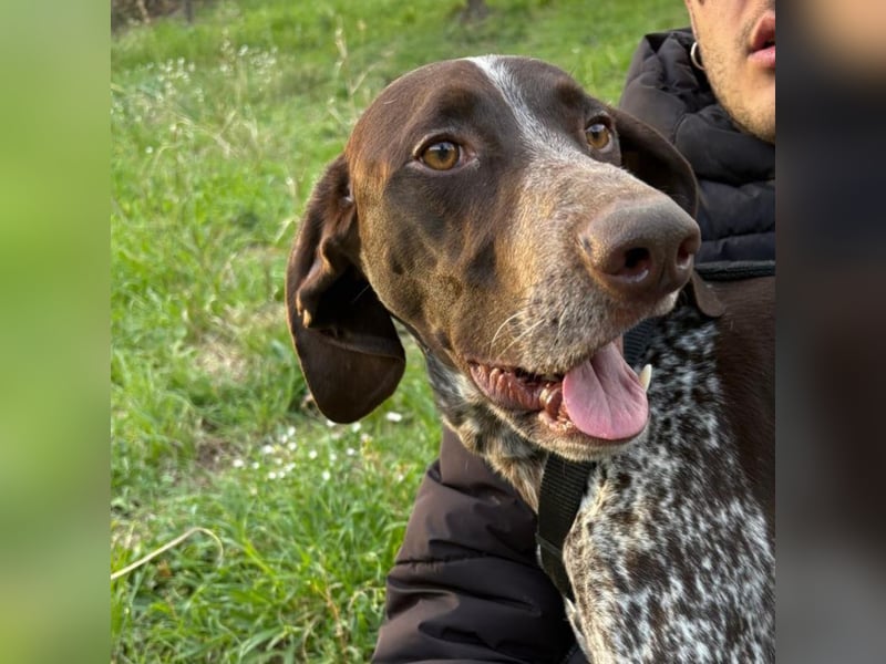 Max - gute Laune auf vier Pfoten sucht seine sportlichen Menschen für gemeinsame Abenteuer