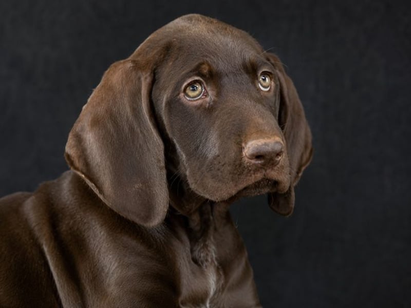 Winston - fröhlicher Bursche