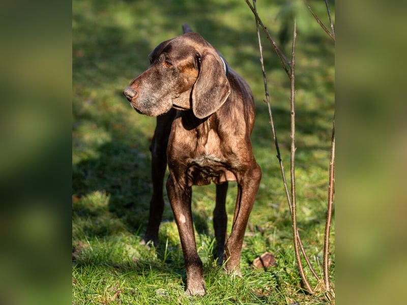 Birko - verschmuster Hundesenior sucht sein letztes Glück - Tierhilfe Franken e.V.