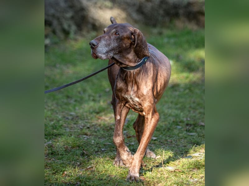 Birko - verschmuster Hundesenior sucht sein letztes Glück - Tierhilfe Franken e.V.