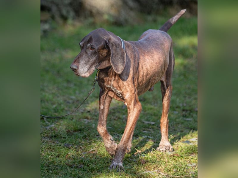 Birko - verschmuster Hundesenior sucht sein letztes Glück - Tierhilfe Franken e.V.