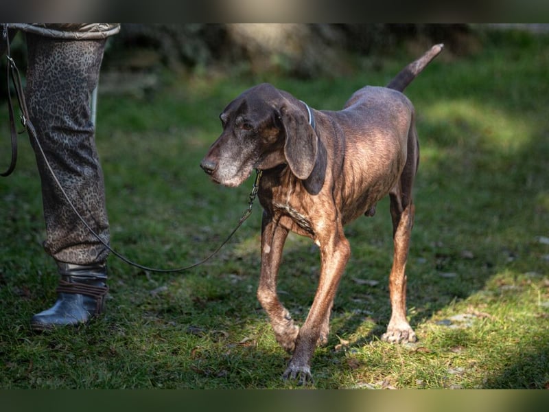 Birko - verschmuster Hundesenior sucht sein letztes Glück - Tierhilfe Franken e.V.