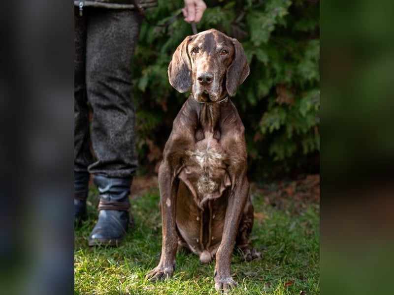Birko - verschmuster Hundesenior sucht sein letztes Glück - Tierhilfe Franken e.V.