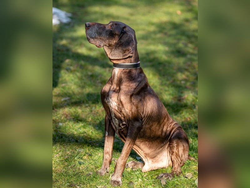 Birko - verschmuster Hundesenior sucht sein letztes Glück - Tierhilfe Franken e.V.
