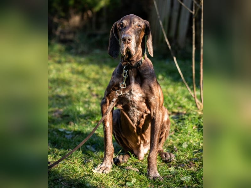 Birko - verschmuster Hundesenior sucht sein letztes Glück - Tierhilfe Franken e.V.