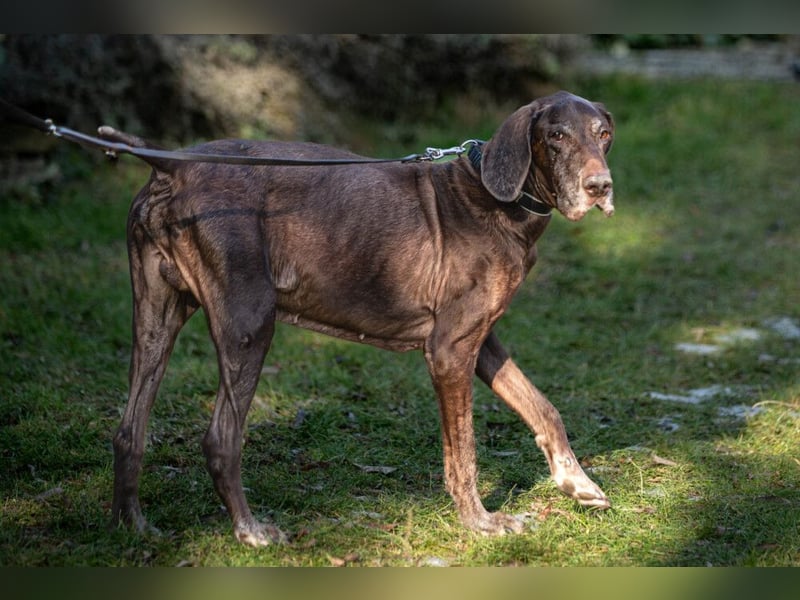 Birko - verschmuster Hundesenior sucht sein letztes Glück - Tierhilfe Franken e.V.
