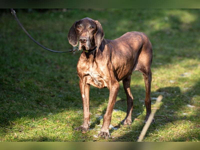 Birko - verschmuster Hundesenior sucht sein letztes Glück - Tierhilfe Franken e.V.