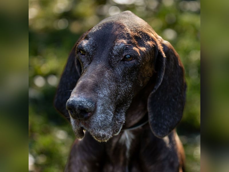 Birko - verschmuster Hundesenior sucht sein letztes Glück - Tierhilfe Franken e.V.