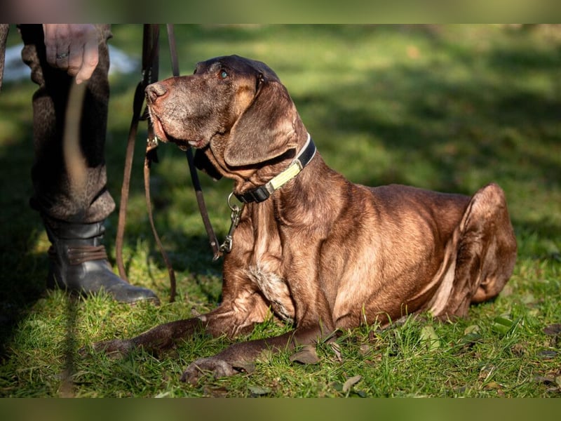 Birko - verschmuster Hundesenior sucht sein letztes Glück - Tierhilfe Franken e.V.