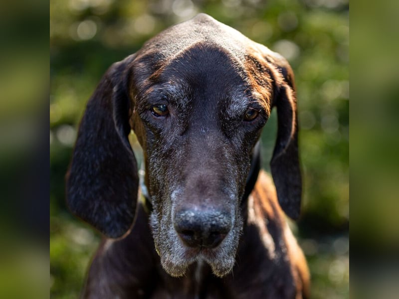 Birko - verschmuster Hundesenior sucht sein letztes Glück - Tierhilfe Franken e.V.