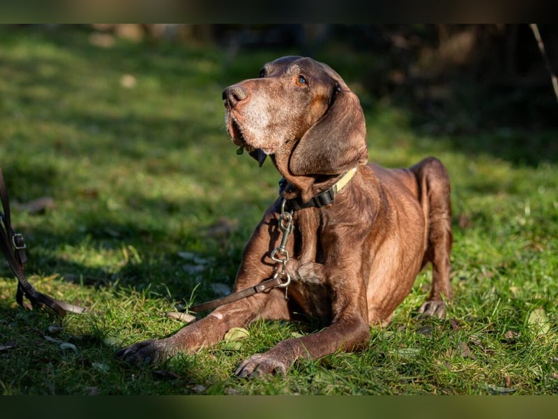 Birko - verschmuster Hundesenior sucht sein letztes Glück - Tierhilfe Franken e.V.