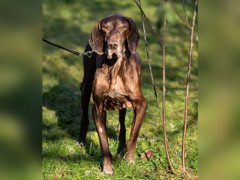 Birko - verschmuster Hundesenior sucht sein letztes Glück - Tierhilfe Franken e.V.