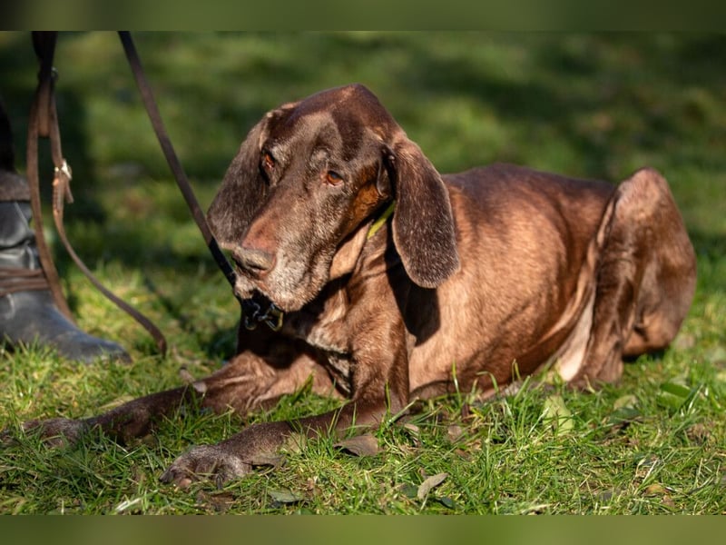 Birko - verschmuster Hundesenior sucht sein letztes Glück - Tierhilfe Franken e.V.
