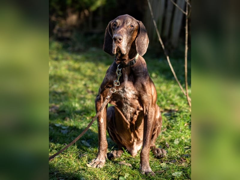 Birko - verschmuster Hundesenior sucht sein letztes Glück - Tierhilfe Franken e.V.