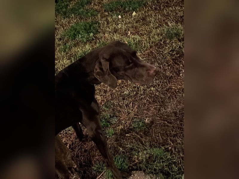 Zeus - aktiver Deutsch Kurzhaar Rüde sucht sein passendes Zuhause