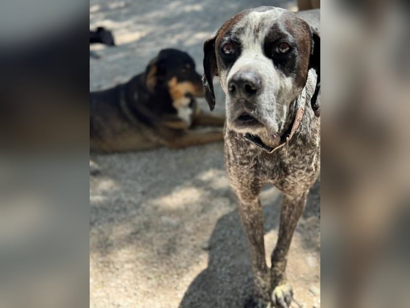 Lennon, wartet auf seine Chance