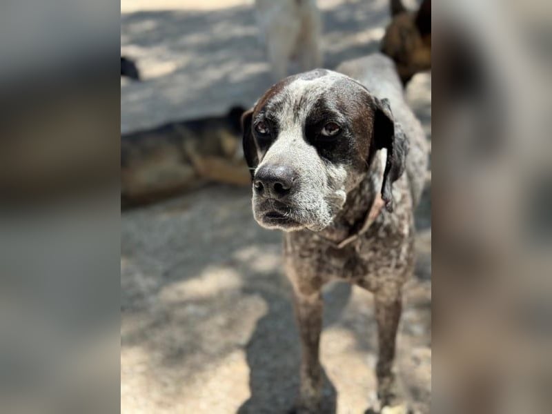 Lennon, wartet auf seine Chance