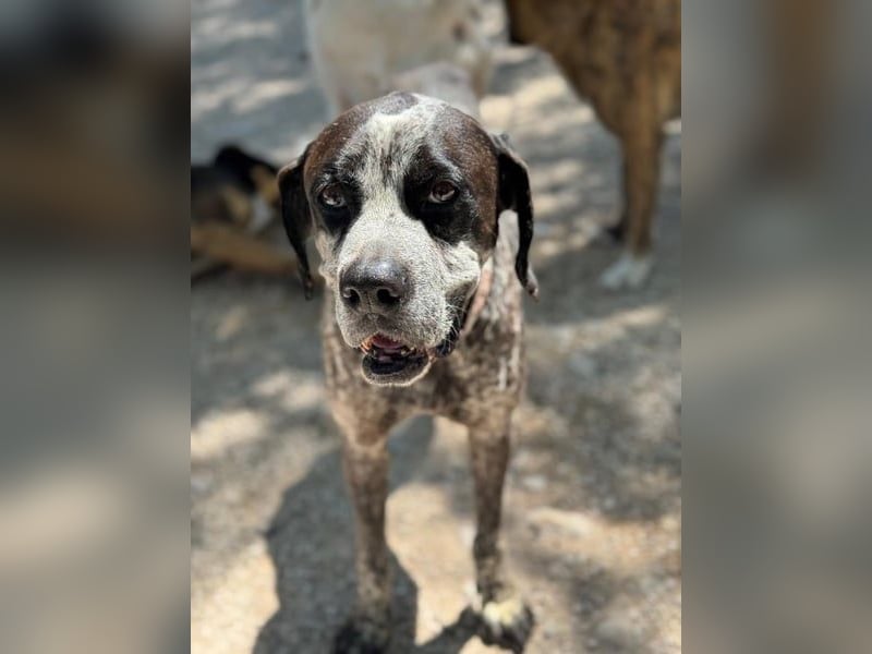 Lennon, wartet auf seine Chance