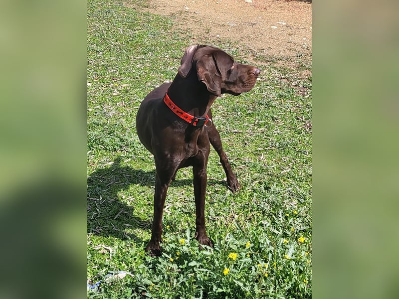 Zeus - aktiver Deutsch Kurzhaar Rüde sucht sein passendes Zuhause