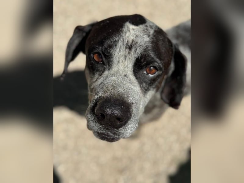 Lennon, wartet auf seine Chance