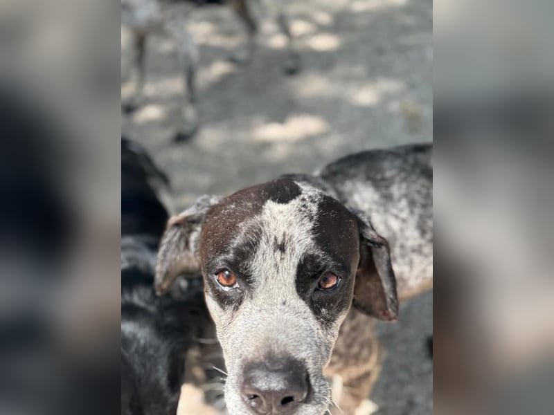 Lennon, wartet auf seine Chance