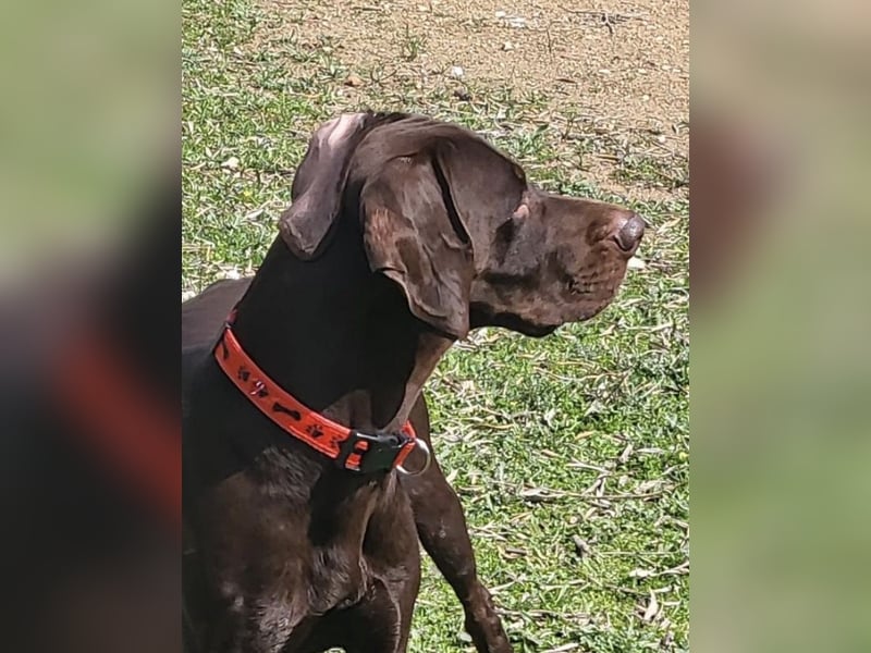 Zeus - aktiver Deutsch Kurzhaar Rüde sucht sein passendes Zuhause