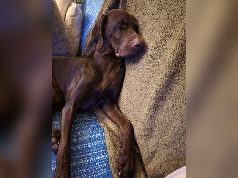 Zeus - aktiver Deutsch Kurzhaar Rüde sucht sein passendes Zuhause