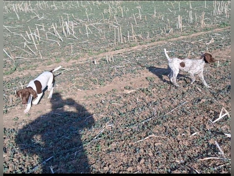 Deutsch Kurzhaar Junghund